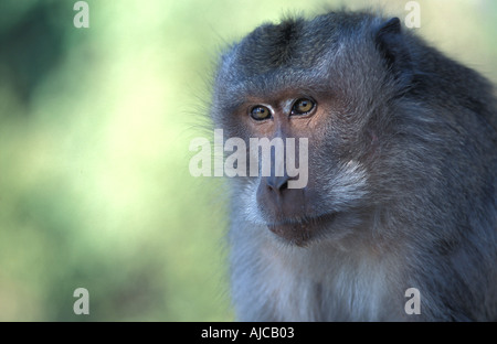 Pulaki tempio di Bali s N costa è un importante luogo di pellegrinaggio e durante la corsa con le scimmie Foto Stock