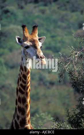 La giraffa Tala Game Reserve Durban, Sud Africa Foto Stock