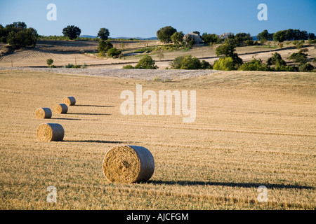 Rotoli di fieno in un campo Foto Stock