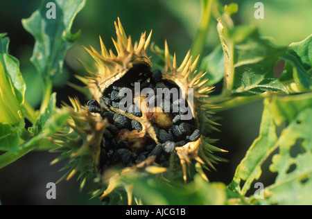 Stramonium, jimsonweed, thornapple, jimson weed (Datura stramonium), aprire pod con semi Foto Stock