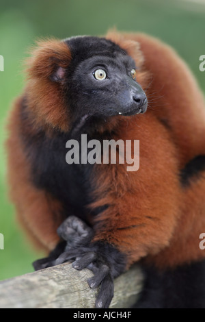 Rosso lemure ruffed - Varecia variegata rubra Foto Stock