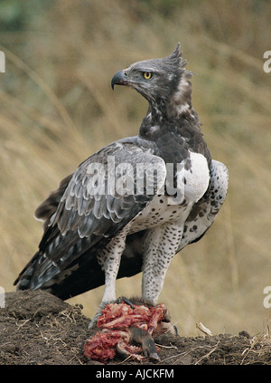 Aquila marziale con kill nel Parco Nazionale Queen Elizabeth Uganda Africa orientale Foto Stock