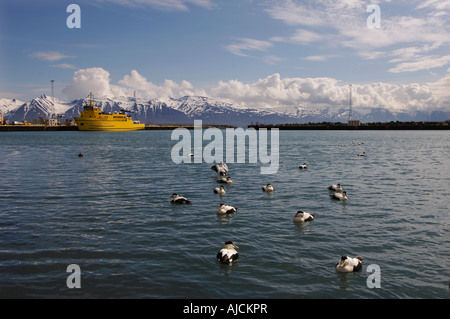 Eider maschio anatre nel porto di Dalvik su Eyjafjordur con il Kaldbakur montagne dietro il centro Nord Islanda Foto Stock