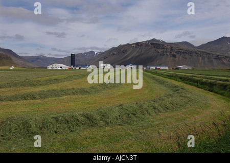 Appena falciato hayfield su una farm di Laxardalur vicino a Hofn in Oriente fiordi regione orientale di Islanda Foto Stock