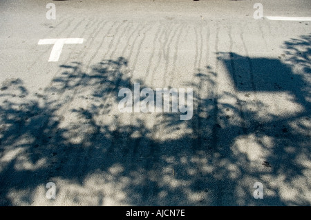 Lettera T per albero astrazione dalle ombre e tracce su St Denis street Montreal estate 2005 Foto Stock