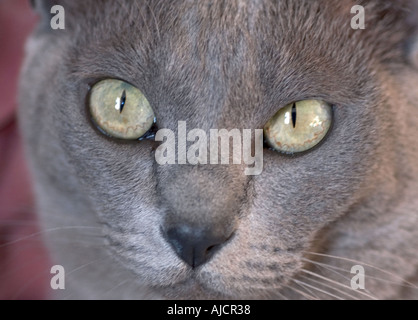 Close up di occhi di un blu gatto birmano Foto Stock