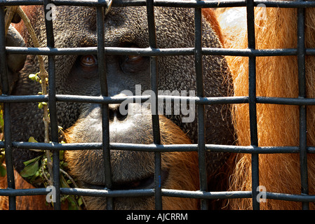 Un orangutan peering ape fuori il mondo da dietro il ferro gabbia di maglia
