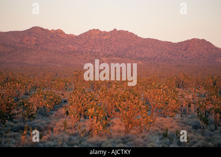 Joshua Tree (Yucca brevifolia) Mojave riserva nazionale, California Foto Stock