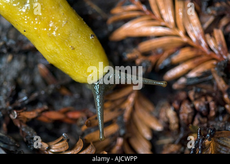 Ariolimax californicus Foto Stock