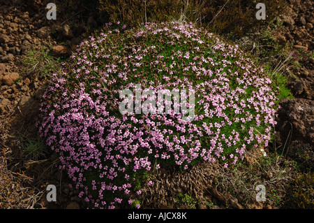 Moss Campion fiori selvatici Silene acaulis crescente nel letto di lava vicino Grindavik sud ovest dell'Islanda Foto Stock