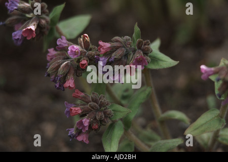 Soft lungwort (Pulmonaria mollis), fioritura Foto Stock