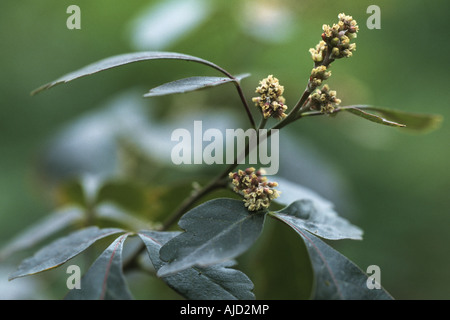 Sumach dolce, fragrante Sumac (Rhus aromatica), fioritura Foto Stock