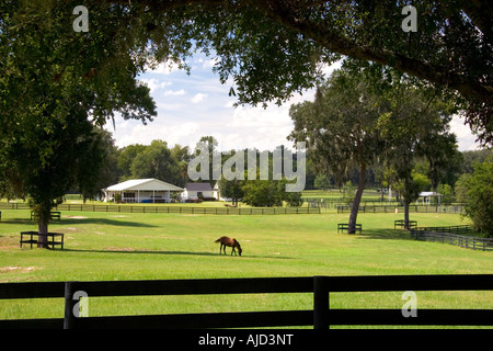 Thoroughbred horse farm in Marion County Florida Foto Stock