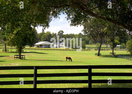 Thoroughbred horse farm in Marion County Florida Foto Stock