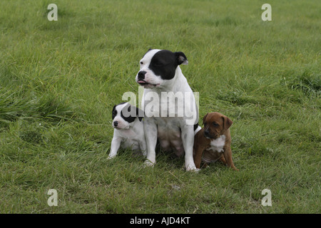 Staffordshire Bull Terrier (Canis lupus f. familiaris), femmina con due sei settimane vecchio whelps in un prato Foto Stock