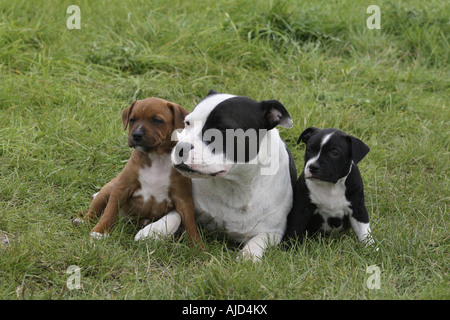 Staffordshire Bull Terrier (Canis lupus f. familiaris), femmina con due sei settimane vecchio whelps in un prato Foto Stock