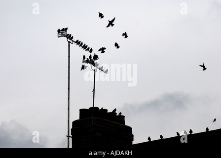 Per gli storni su antenne della televisione e del tetto, REGNO UNITO Foto Stock