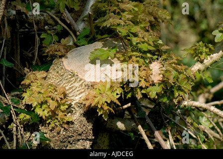 Fogliame ricrescita dal tronco di un acero campestre Acer campestre hedge tree Foto Stock