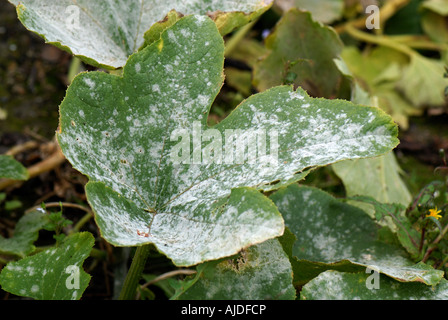Oidio Sphaerotheca fuliginea infezione su foglie di zucca Foto Stock