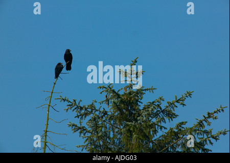 Due Carrion Crows su tree top Corvus corone corone Foto Stock