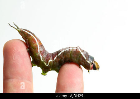 Puss Moth caterpillar su bianco Foto Stock