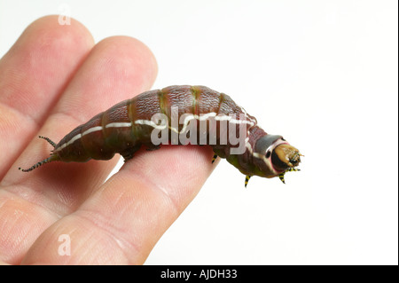 Puss Moth caterpillar su bianco Foto Stock