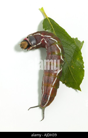 Puss Moth caterpillar su bianco Foto Stock