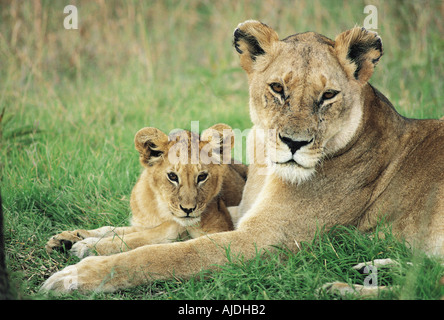 Leonessa e cub Masai Mara riserva nazionale del Kenya Africa orientale Foto Stock