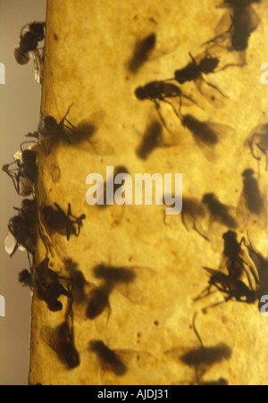 Trappola di carta moschicida Foto stock - Alamy