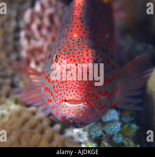 Freckled Hawkfish (Paracirrhites fosteri) Nord Sulawesi, Indonesia Foto Stock