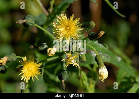 Buon sow thistle Sonchus oleraceus fioritura delle piante Foto Stock