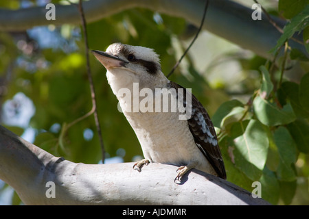 Kookaburra nella struttura ad albero Tannum Sands vicino a Gladstone Queensland Australia Foto Stock