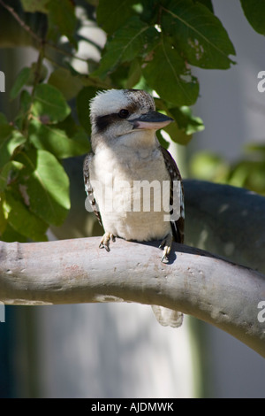 Kookaburra nella struttura ad albero Tannum Sands vicino a Gladstone Queensland Australia Foto Stock