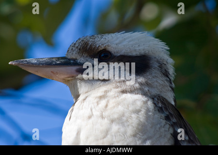 Kookaburra nella struttura ad albero Tannum Sands vicino a Gladstone Queensland Australia Foto Stock