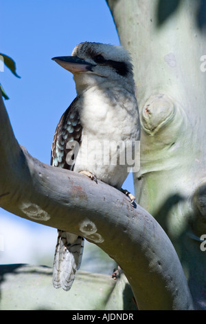 Kookaburra nella struttura ad albero Tannum Sands vicino a Gladstone Queensland Australia Foto Stock