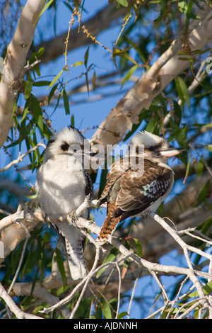 Due kookaburras nella struttura ad albero Tannum Sands vicino a Gladstone Queensland Australia Foto Stock