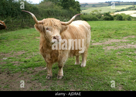Highland bovini REGNO UNITO Foto Stock