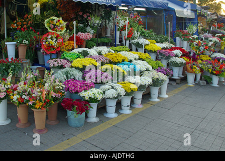 Istanbul Taksim Square in stallo la vendita di fiori recisi Foto Stock