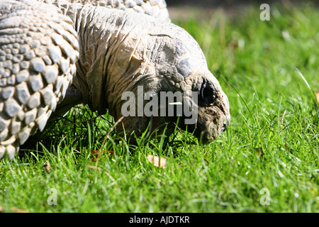 Una tartaruga gigante di mordere l'erba la bocca aperta molto la luce diretta del sole Foto Stock