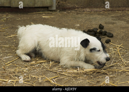 Un Jack Russell masticare su un pezzo di asino zoccolo. Foto Stock