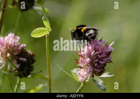 Carda comune Bee (Bombus pascuorum) e trifoglio Foto Stock