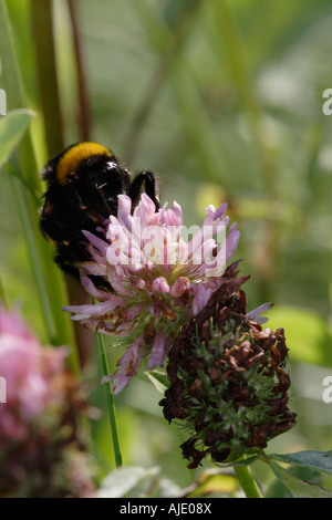 Carda comune Bee (bombus pascuorum) e di trifoglio rosso (Trifolium pratense) Foto Stock