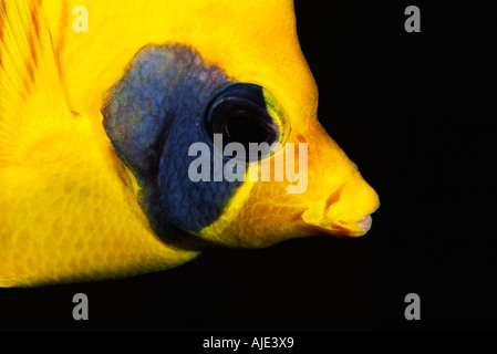 Butterflyfish mascherato (Chaetodon semilarvatus) nel sud del Mar Rosso, Egitto Foto Stock