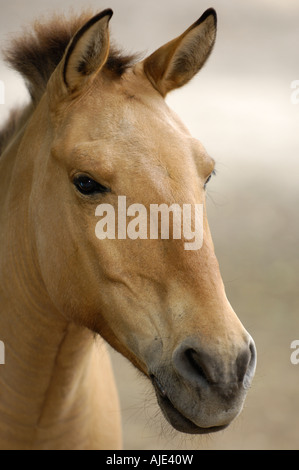 Equus caballus Cavallo di Przewalski in prossimità di una testa Foto Stock