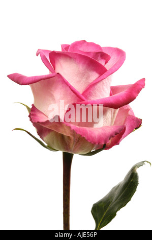Bella rosa rosa Foto Stock