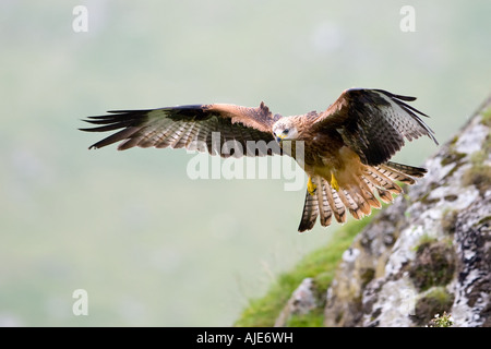 Nibbio reale Milvus milvus Foto Stock