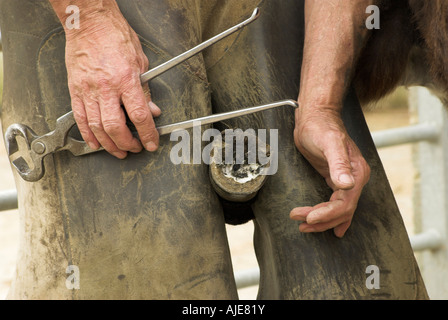 Close up di un maniscalco lavorando su un asini zoccolo. Foto Stock