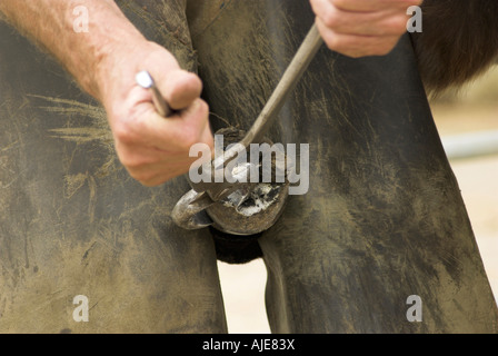 Close up di un maniscalco lavorando su un asini zoccolo. Foto Stock