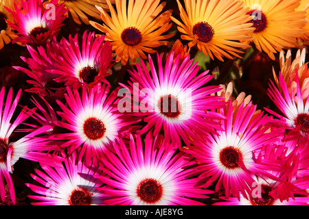 Fiori colorati in presenza di luce solare Foto Stock