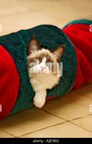 La guarnizione bicolor Ragdoll cucciolo femmina età sei mesi giocando in un tunnel giocattolo in Inghilterra UK UE Foto Stock